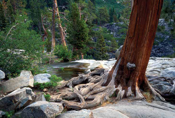 tree-roots-rock